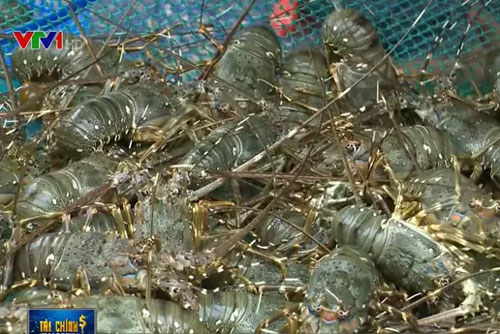 Tôm hùm tăng giá trở lại