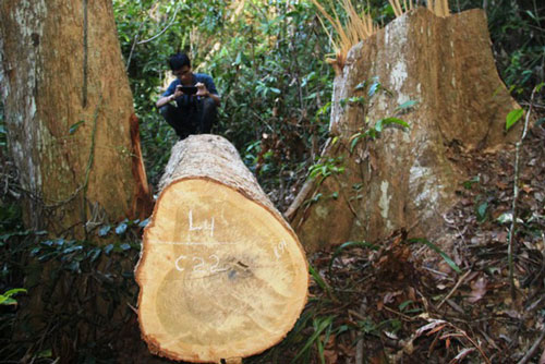Xử phạt hàng trăm triệu đồng 3 cá nhân “phá” rừng phòng hộ