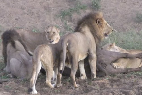 Trâu rừng thoát chết thần kỳ nhờ hành động ‘ngớ ngẩn’ của bầy sư tử