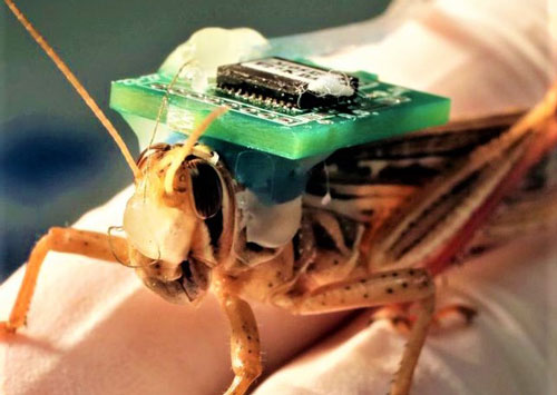 Châu chấu được huấn luyện để dò tìm chất nổ?