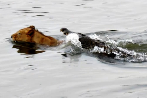 Qua sông bất cẩn, sư tử suýt trở thành mồi ngon cho cá sấu