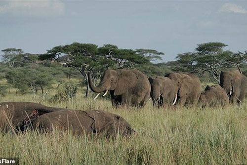 Voi 'đưa tang' đồng loại, kền kền chăm chú chờ tới lượt