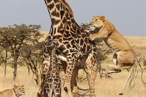 Sư tử đói ranh mãnh khiến mẹ con hươu cao cổ chia lìa