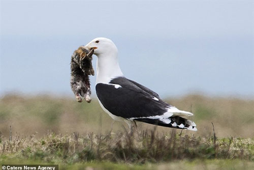 Mòng biển tóm gọn thỏ non rồi nuốt chửng trong chớp mắt