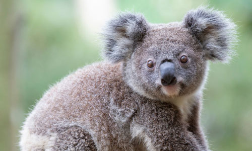 Vì sao coi Koala là con vật vô cùng lười biếng?