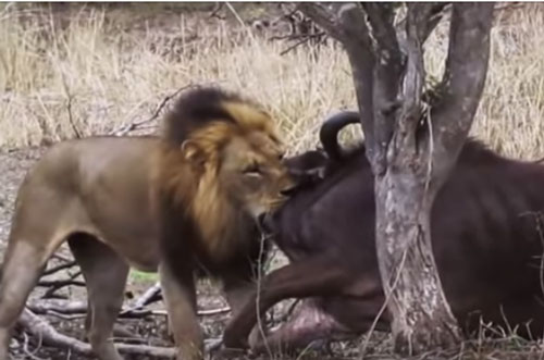 CLIP: Sư tử đoạt mạng trâu rừng trong "một nốt nhạc"