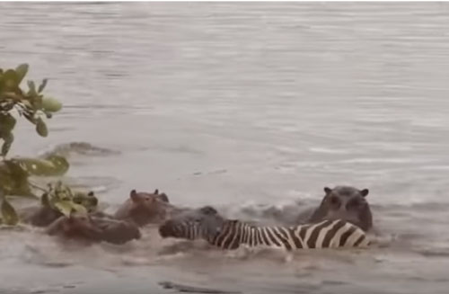 CLIP: Hà mã giải cứu ngựa vằn khỏi hàm cá sấu