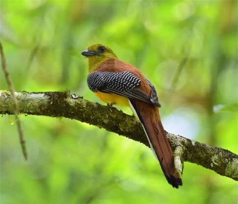 ảnh: mê mẩn những loài chim tuyệt đẹp với bộ lông rực rỡ sắc màu hình 13 anh: me man nhung loai chim tuyet dep voi bo long ruc ro sac mau hinh 13