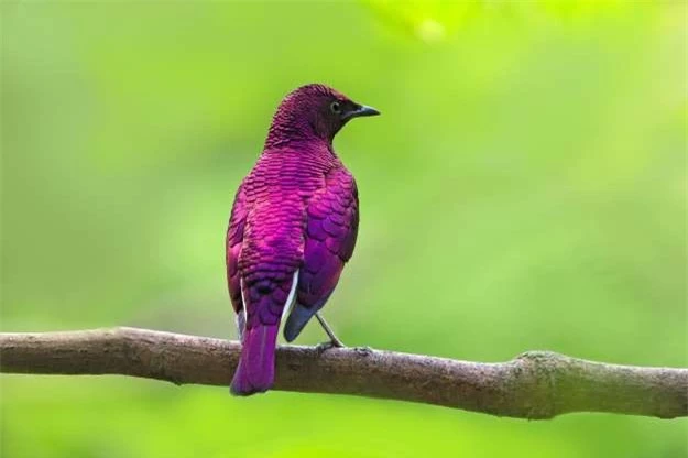 ảnh: mê mẩn những loài chim tuyệt đẹp với bộ lông rực rỡ sắc màu hình 8 anh: me man nhung loai chim tuyet dep voi bo long ruc ro sac mau hinh 8