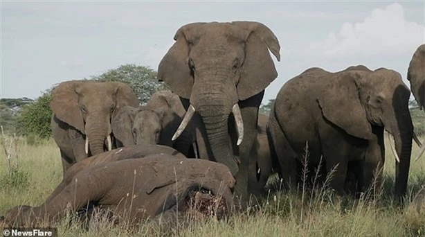 Những hình ảnh đầy xúc động trên được ghi lại tại Vườn quốc gia Seregeti ở Tanzania nơi một bày voi bày tỏ sự thương xót và tiễn đưa đồng loại của mình.