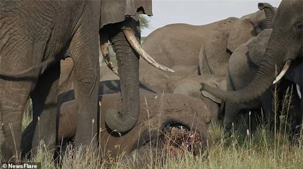 Chúng tiến tới bên con voi đã chết, dùng vòi, chân và thân mình để chạm vào đồng loại đã qua đời.