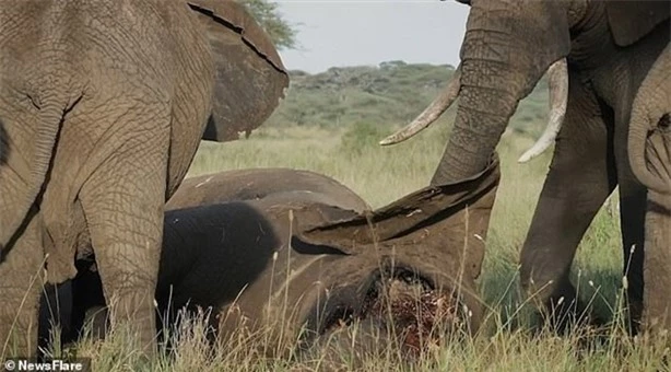 Trong khi những con voi bày tỏ lòng thương xót bằng hành động thì số khác đừng nhìn đồng loại, chờ tới lượt tiến tới bên con voi đã qua đời.