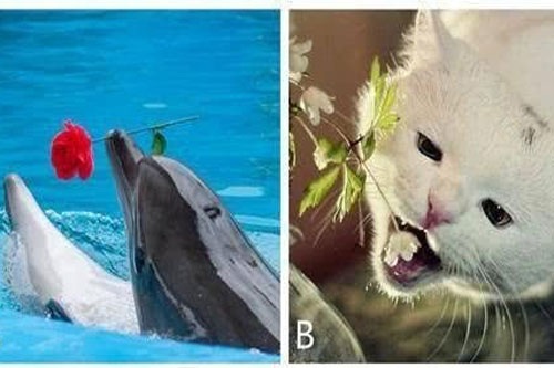 Trắc nghiệm: Trong tình yêu, bạn tàn nhẫn đến mức nào?