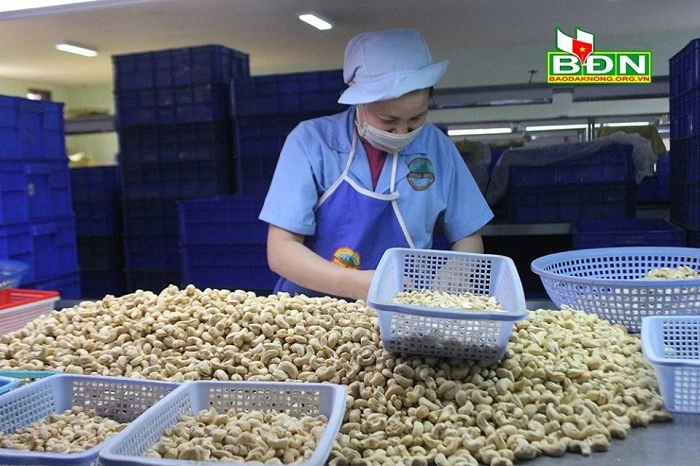 Các công ty sản xuất hạt điều xuất khẩu ở Đắk Nông đang gặp khó vì bị ảnh hưởng bởi dịch Covid-19 (Ảnh: Báo Đắk Nông)