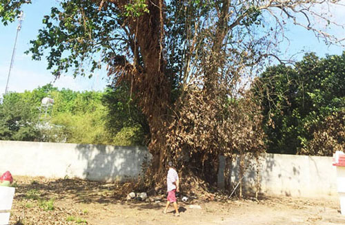 Đôi tình nhân quyên sinh dưới gốc cây và chuyện 'cây tử thần' ở Sài Gòn