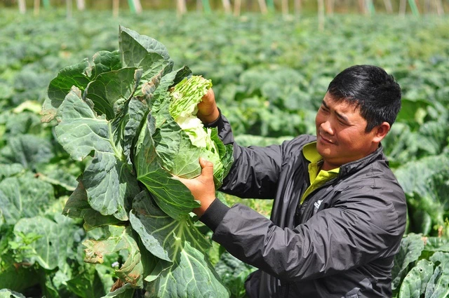 Giá bắp cải ở Lạc Dương (Lâm Đồng) đang xuống thấp và không có người thu mua