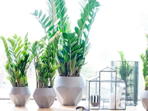 5 loại cây 'đuổi sạch' nghèo khổ, kêu gọi tài lộc, tiền bạc về cho gia chủ