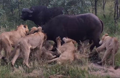 CLIP: Trâu rừng chết thảm khi bị đàn sư tử tấn công