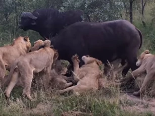CLIP: Trâu rừng chết thảm khi bị đàn sư tử tấn công