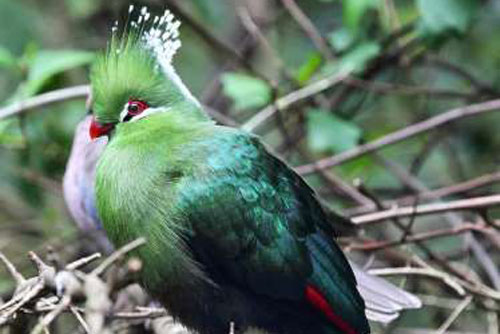 'Mê mẩn' trước những loài chim tuyệt đẹp với bộ lông rực rỡ sắc màu