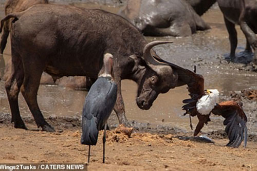 Hung dữ 'tẩn' trâu rừng, đại bàng nhận kết ngọt ngào