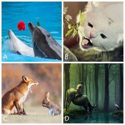 Bạn chọn bức ảnh động vật nào?