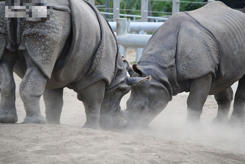 Tê giác đực 'hùng hổ' húc bay con non, tê giác mẹ lao đến quyết 'sống mái' một phen