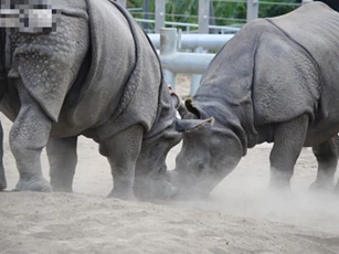 Tê giác đực 'hùng hổ' húc bay con non, tê giác mẹ lao đến quyết 'sống mái' một phen