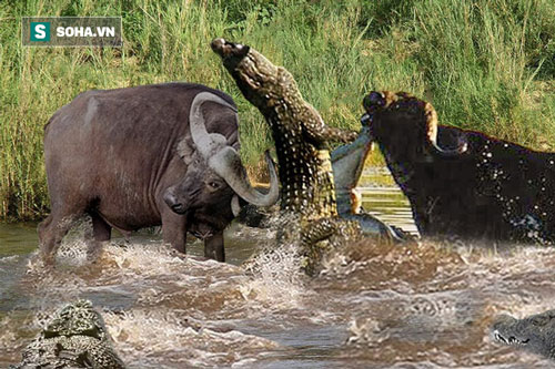 Đang nằm sưởi ấm, cá sấu 'hốt hoảng' vì bị trâu 'điên' húc bay