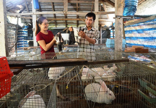 Quảng Ngãi: Nuôi thỏ kết hợp trồng măng tây theo hướng hữu cơ để bảo vệ môi trường