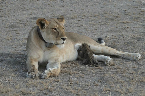 Khó tin trước cảnh sư tử chăm bẵm báo như con đẻ