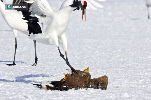 Sếu đầu đỏ hạ gục kẻ thù trong 'một nốt nhạc'