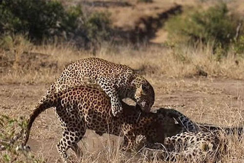 Báo hoa mai 'đại chiến dữ dội' tranh giành bạn tình