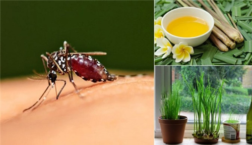 6 mẹo đuổi muỗi đơn giản, an toàn cho căn nhà của bạn