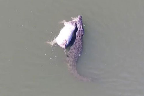 Cá sấu khổng lồ săn trộm bò của nông dân