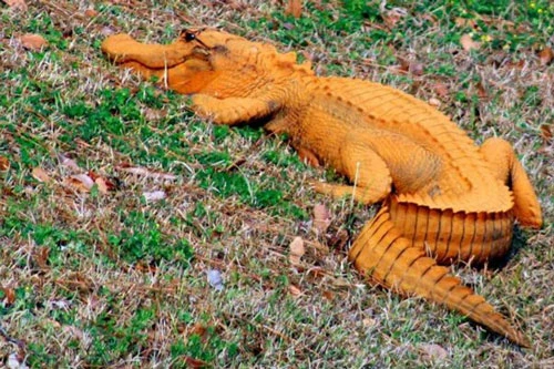 Chú cá sấu có da màu cam.
