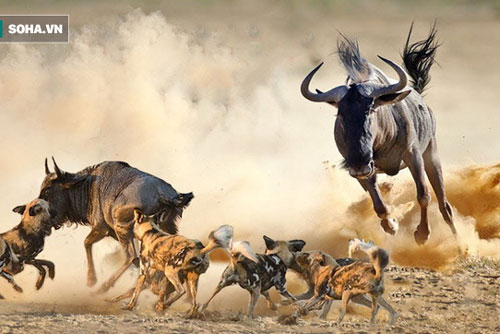 Bảo vệ con non, bầy linh dương chống lại 'bậc thầy săn mồi' bằng 'chiến thuật' độc đáo