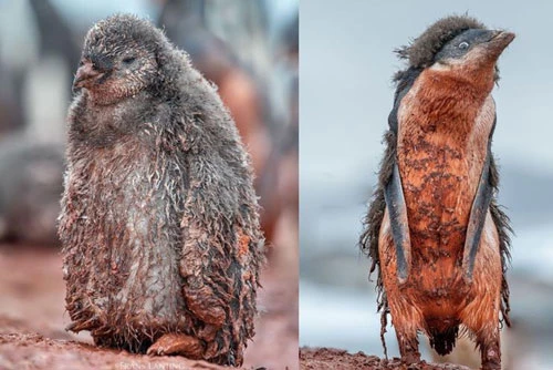 Những hình ảnh Frans Lanting ghi lại trong chuyến công tác ở Nam Cực. Tấm hình bên phải được ông nhắc đến trong bài viết. (Ảnh: Frans Lanting)