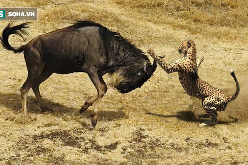 Báo săn vừa tóm được con mồi thì "bóng đen" hùng hổ lao đến phá hỏng công sức
