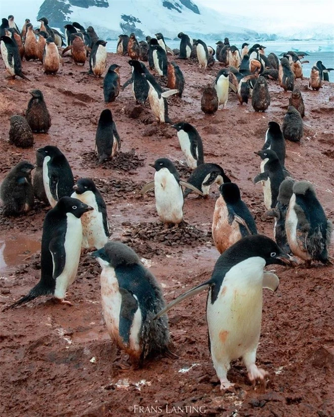 Nam Cực tăng nhiệt, chim cánh cụt vùng vẫy trong bùn đất - Ảnh 1.