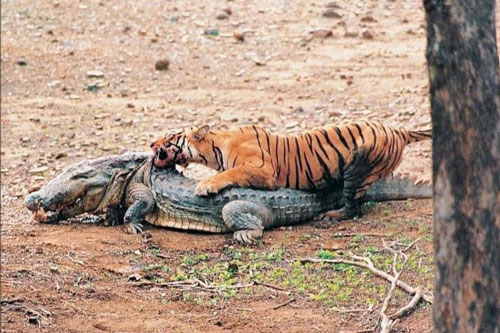 Hổ cái ‘độc nhãn’ đoạt mạng cá sấu khổng lồ trong ‘một nốt nhạc’
