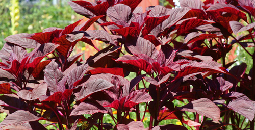 Đông y ví đây là rau "trường thọ" với 8 công dụng ít ai biết