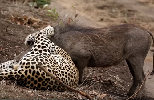 CLIP: Báo hoa mai dùng "tuyệt chiêu" hạ gục lợn bướu