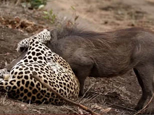 CLIP: Báo hoa mai dùng "tuyệt chiêu" hạ gục lợn bướu