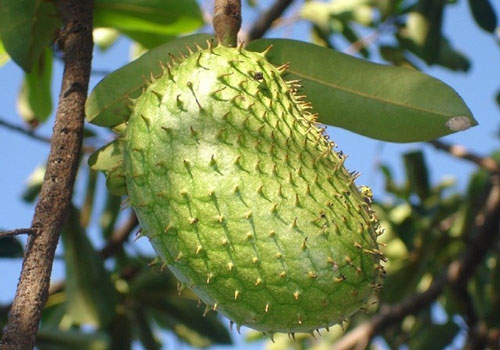 Thích ứng thị trường từ chuỗi giá trị hàng hóa