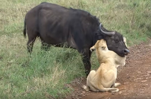 CLIP: Mẹ con trâu rừng chết thảm khi "chạm mặt" đàn sư tử