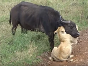 CLIP: Mẹ con trâu rừng chết thảm khi "chạm mặt" đàn sư tử