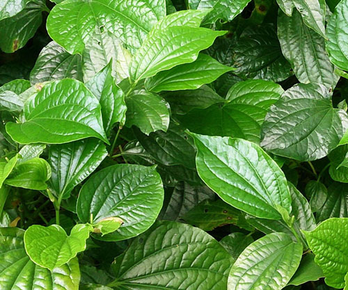 Những tác dụng trị bệnh kỳ diệu từ lá lốt mà bạn nên biết