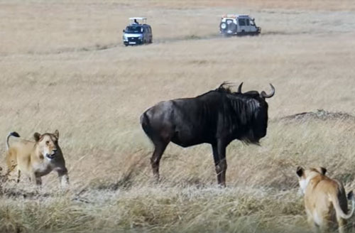 CLIP: Linh dương bỏ mạng trong vòng vây của đàn sư tử