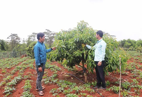Những diện tích mía kém hiệu quả được người dân Kbang chuyển sang trồng cây ăn quả